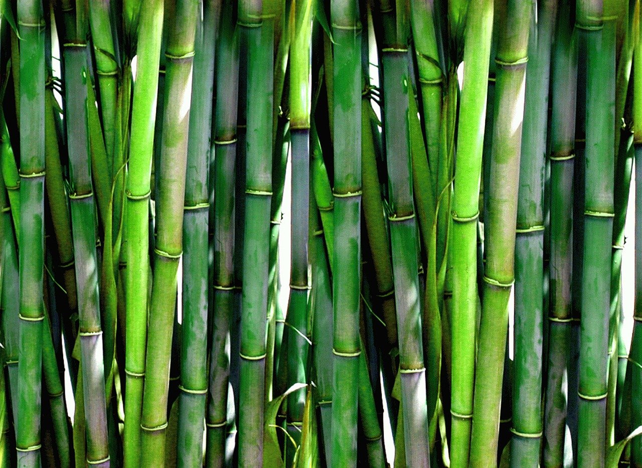 Bambus grün schön nachhaltig