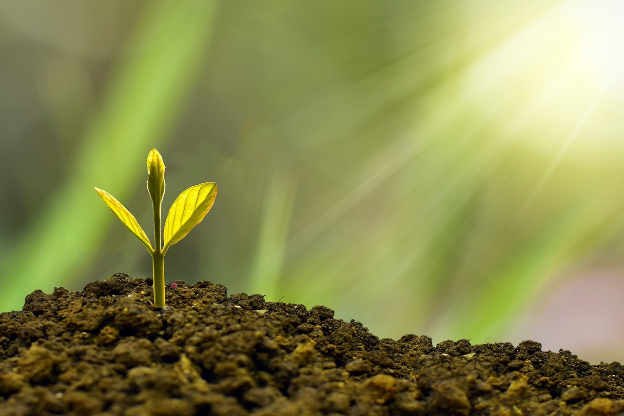 Nachhaltigkeit Sprüche Umweltschutz Zitate und Natur Weisheiten