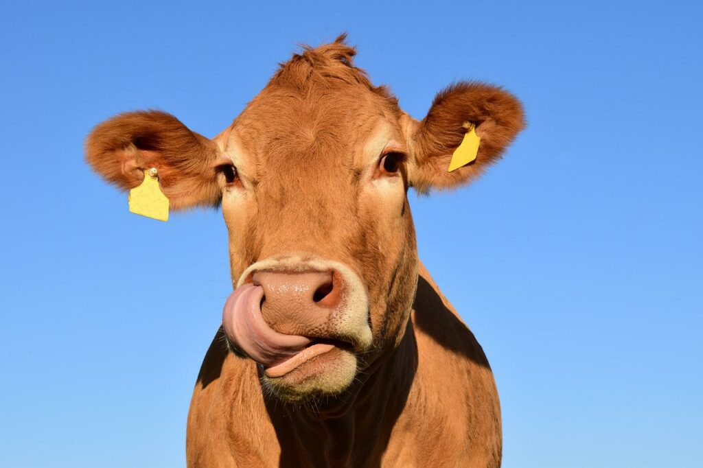 Kuh leckt ihre Nase Nachhaltige Tierhaltung - das sind die Anforderungen