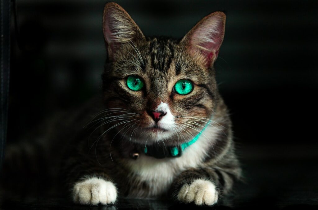 Katze mit schönen Augen guckt aufgeregt Katze sinnvoll beschäftigen Die besten Tipps!