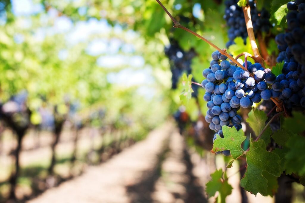 Weintrauben Reben Reihe Sonne Nachhaltige Weinproduktion und Accessoires