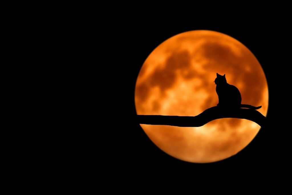 Katze im Garten Silhouette Mondlicht Gartenarbeit nach dem Mondkalender ausrichten Das sollten Sie wissen