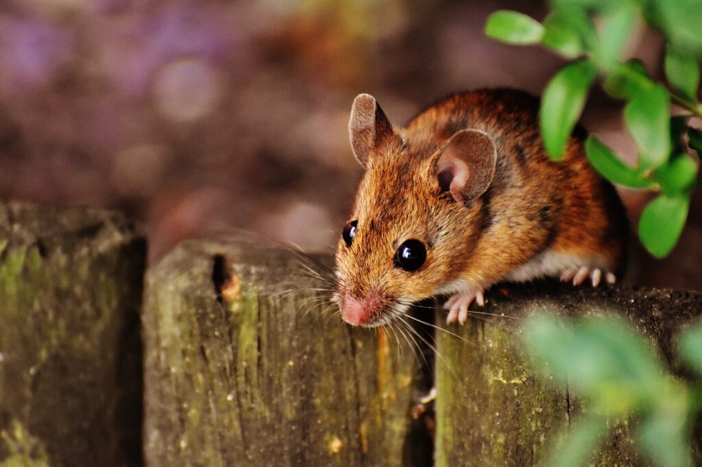 Maus guckt vom Gartenzaun Mäuse in der Wohnung loswerden So geht's!