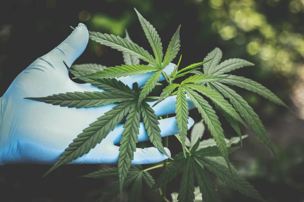 Handschuh Hanfpflanze Der Weg zur medizinischen Cannabisbehandlung Aufklärung, Beratung und individuelle Lösungen