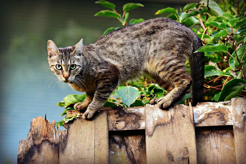 Katze klettert auf Zaun Urlaub mit Katze Ideen und Tipps