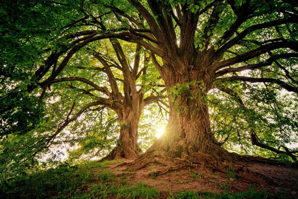 Baum Wildnis Natur Sonne Baumbestattung Vor- und Nachteile Darauf achten!