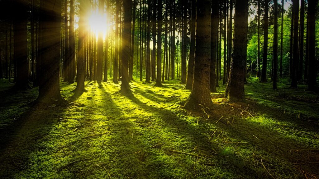Wald Moos Bäume Sonne Waldbaden und Meditation kombinieren