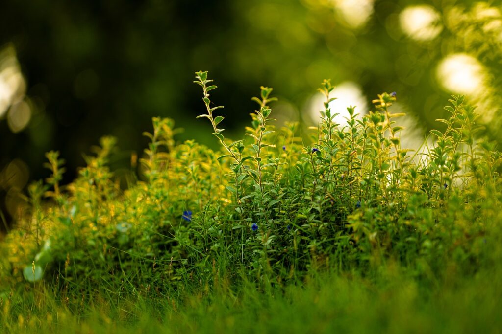 Garten Pflanzen Fauna Nachhaltigkeit beginnt zu Hause Wie Sie mit bewusster Pflege Ihre Umwelt schützen