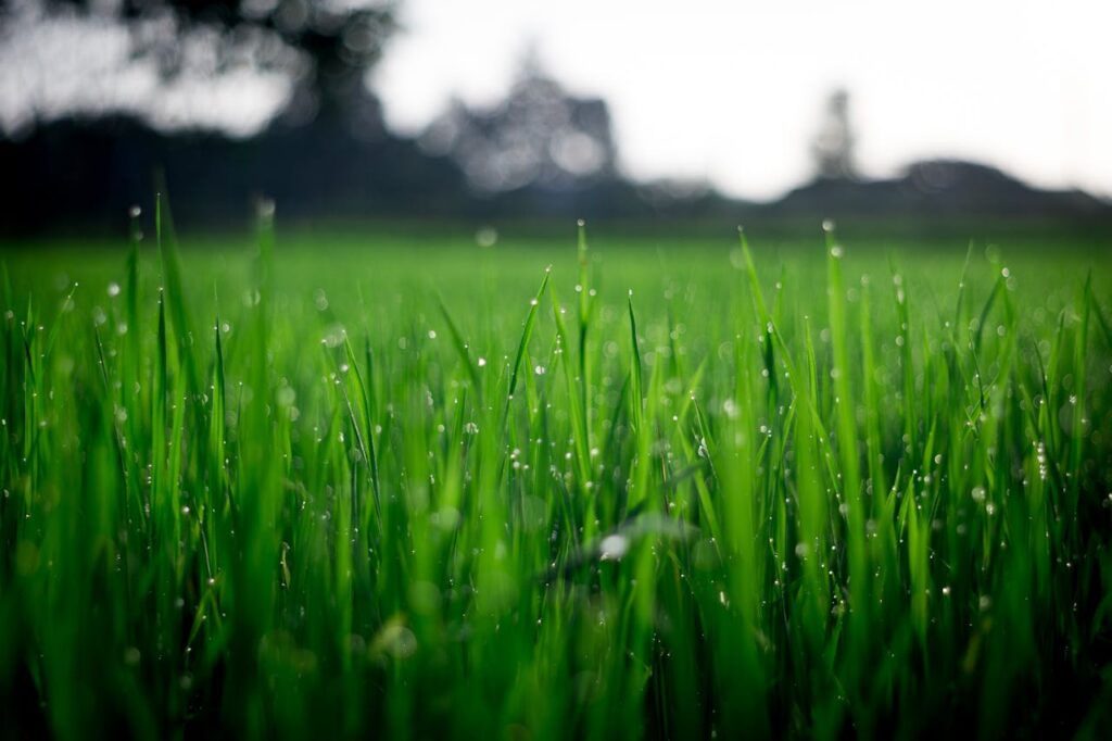 frischer Rasen nach Regen Wie plant man seinen Garten richtig Tipps für eine durchdachte Gartengestaltung