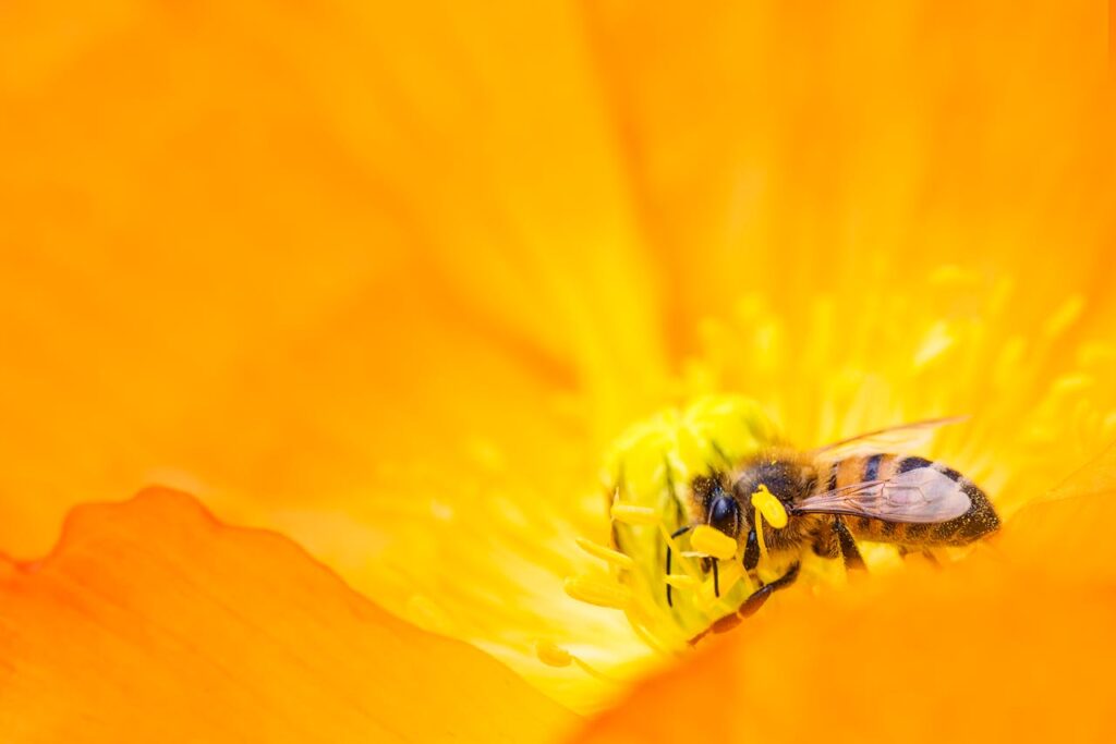 Honigbiene auf einer Blüte Ökologische Potenz – Definition und Bedeutung in der Ökologie