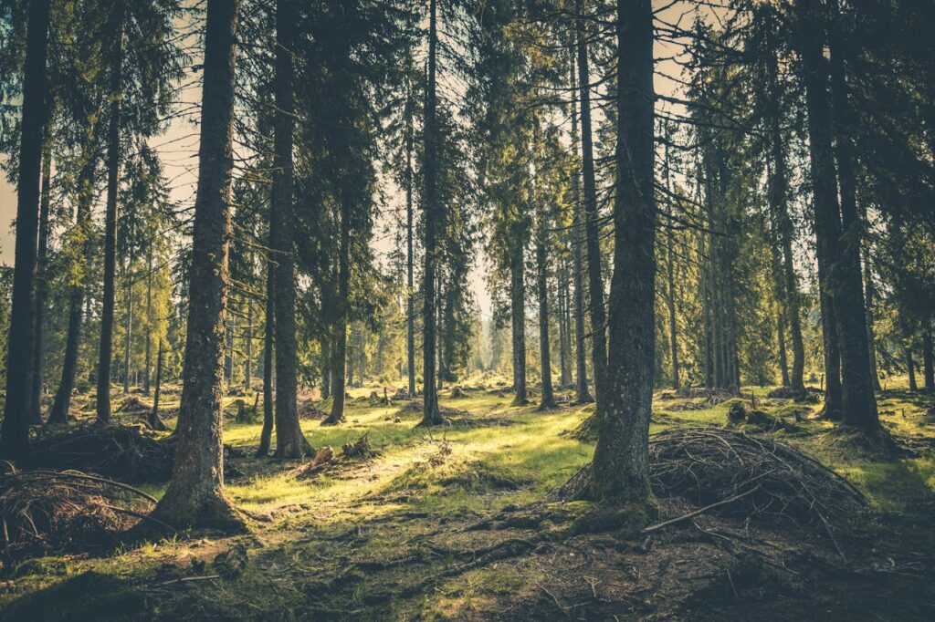 Wald Natur Waldbaden langweilig – So macht es mehr Spaß!