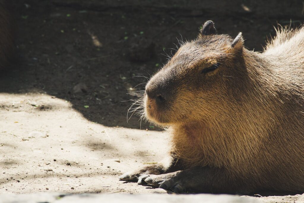 Capybara entspannt sich in der Sonne Capybara – Sprüche, Weisheiten und Zitate