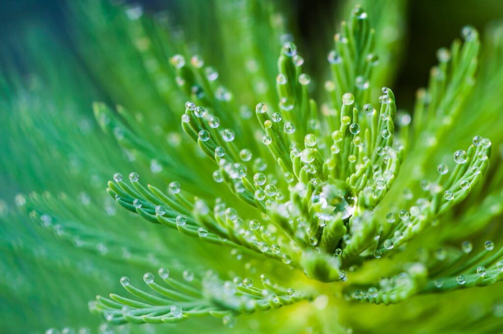 Garten Wasser Pflanze Wassertropfen Garten mit Wasserbecken – Ein Paradies für Tiere