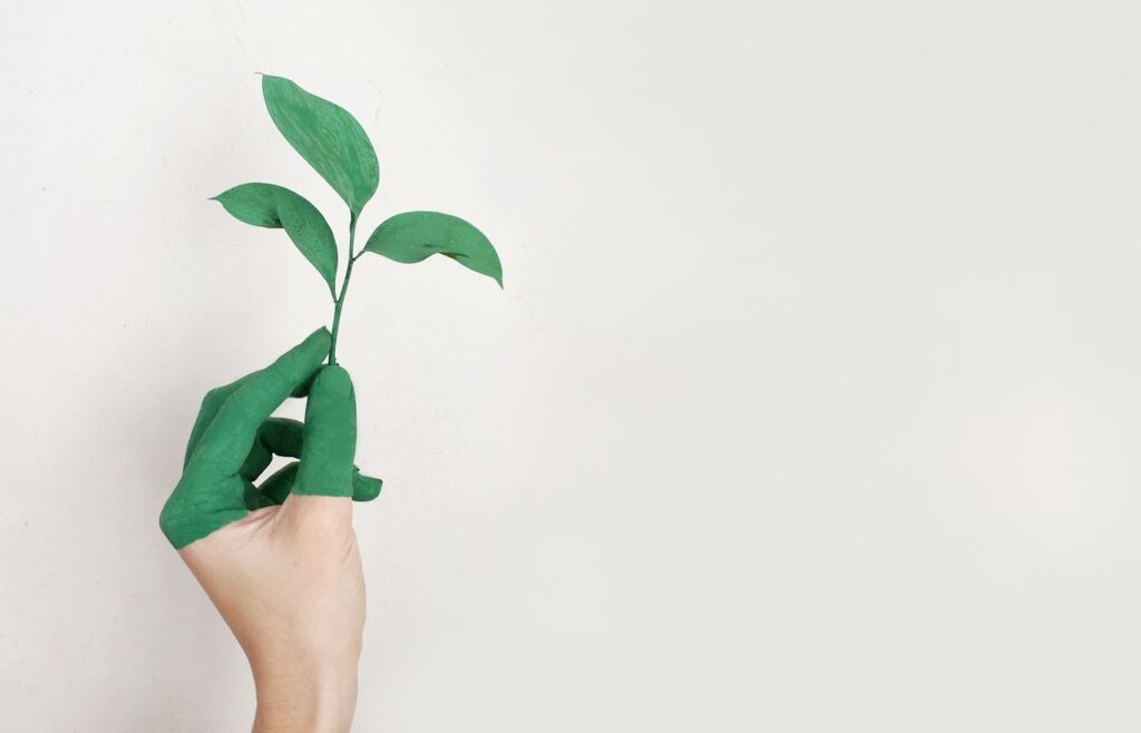 Pflanze Sprössling Hand Natur Nachhaltigkeit – Was genau bedeutet das eigentlich