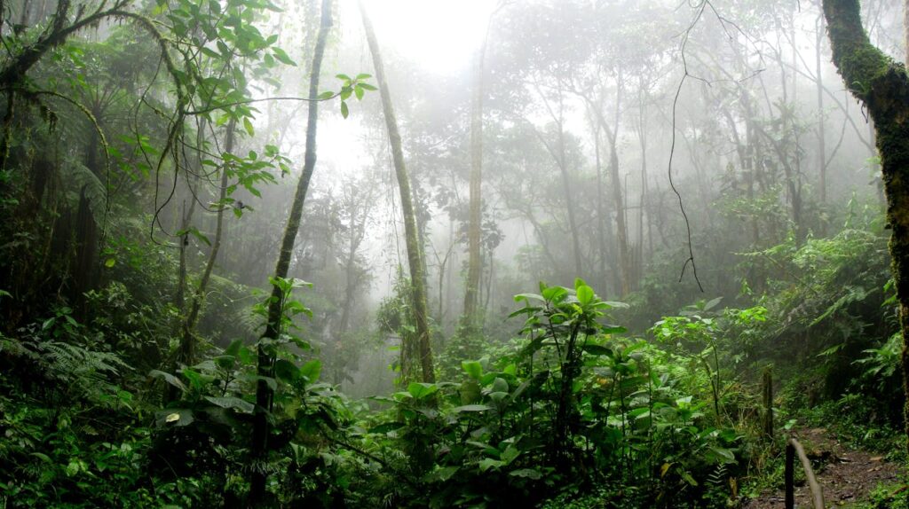 Regenwald Natur Wildnis Regenwald – das macht ihn so wichtig