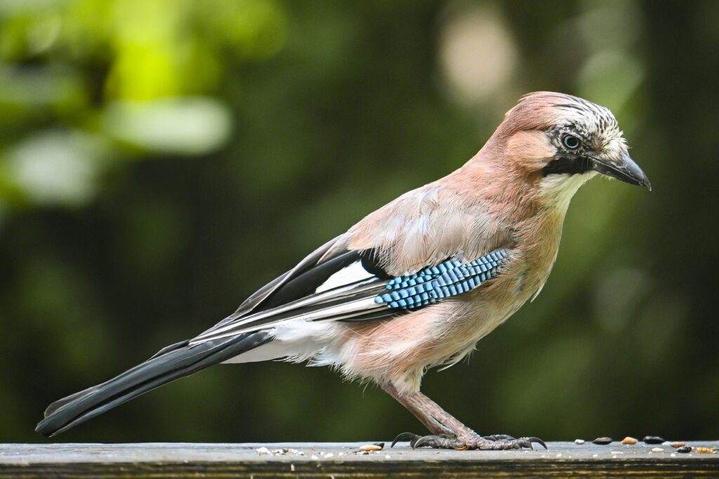 Vogel Natur Eichelhäher im Garten