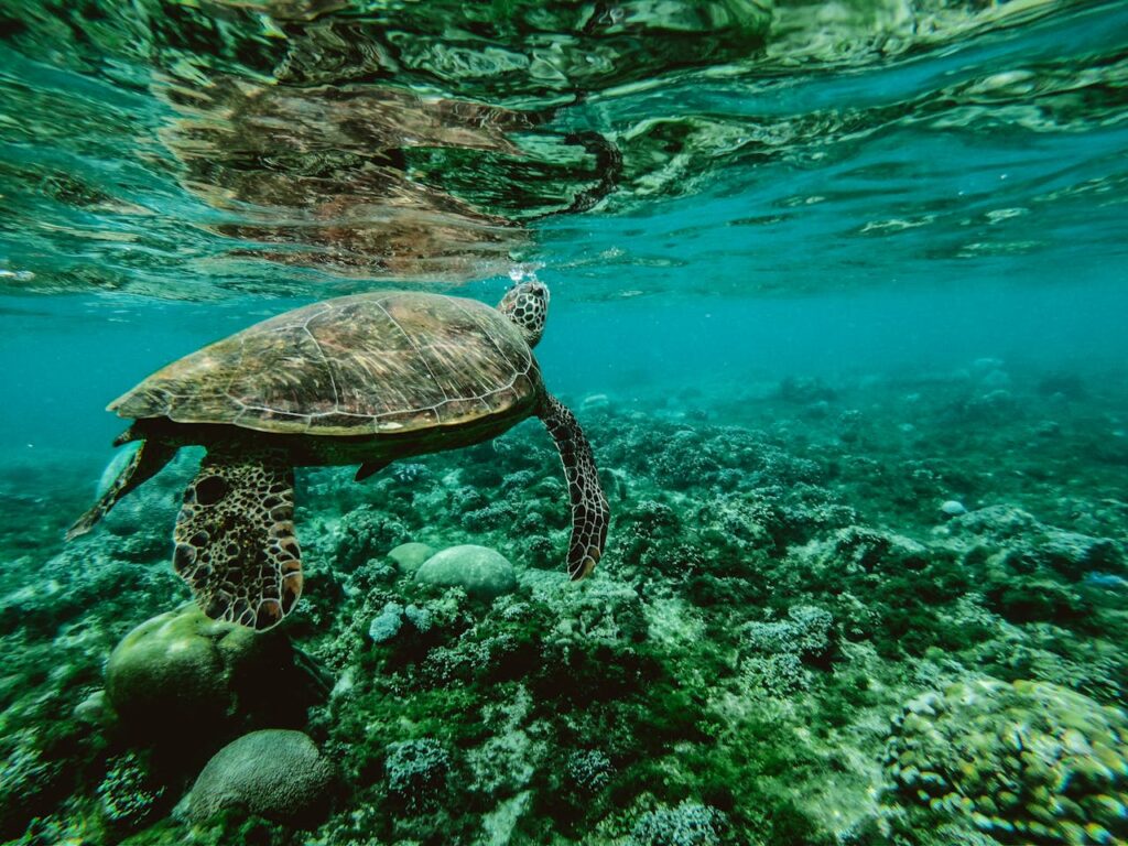 Schildkröte schwimmt unter Wasser Korallen Great Barrier Reef – Eine Übersicht